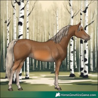 Horse Color:Chocolate Palomino 