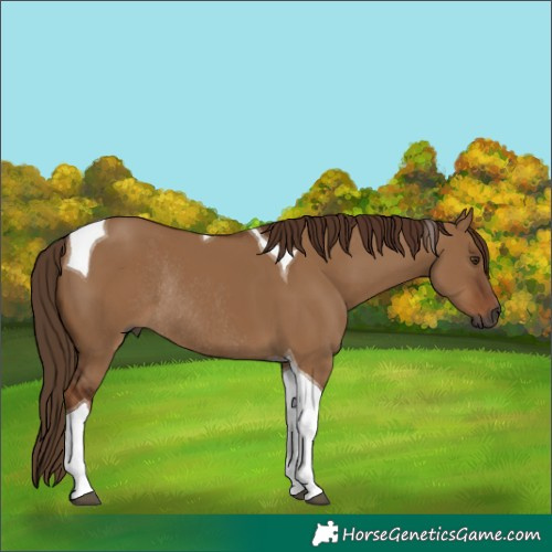 Horse Color:Gray Red Dun Tobiano Rabicano