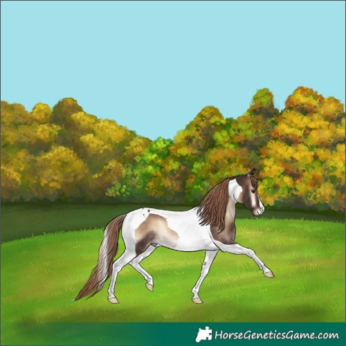 Horse Color:Liver Red Onyx Tobiano Rabicano 