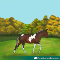 Horse Color:Liver Chestnut Tobiano 