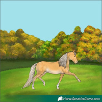 Horse Color:Palomino 