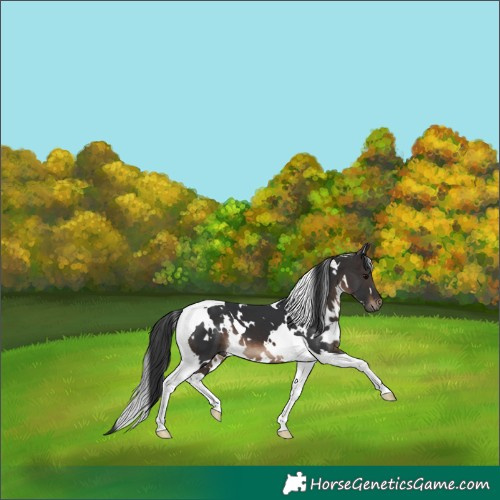 Horse Color:White Spotted Brown Tobiano 