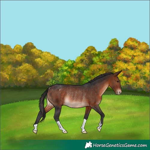 Horse Color:Brown Appaloosa Rabicano 
