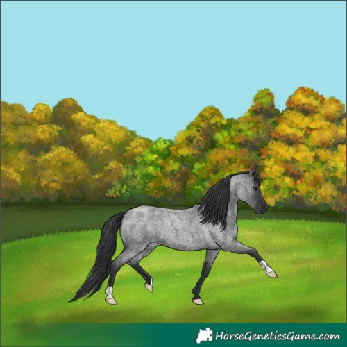 Horse Color:Blue Roan 