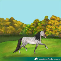 Horse Color:Brown Roan