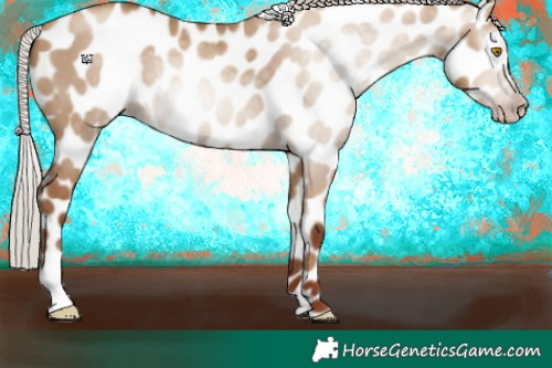 Horse Color:Gray Silver Classic Champagne Dun Appaloosa 