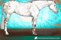 Horse Color:Gray Silver Classic Champagne Dun Appaloosa 