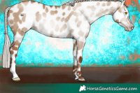 Horse Color:Gray Silver Classic Champagne Dun Appaloosa 