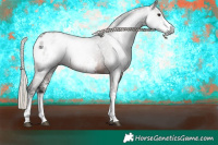 Horse Color:Gray White Spotted Silver Brown Appaloosa