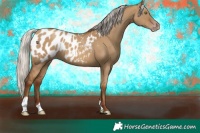 Horse Color:Gray Silver Classic Champagne Dun Appaloosa