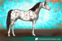 Horse Color:Gray White Spotted Classic Champagne Dun Appaloosa 