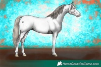 Horse Color:Gray White Spotted Silver Black Appaloosa 