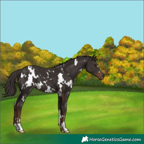 Horse Color:White Spotted Liver Chestnut