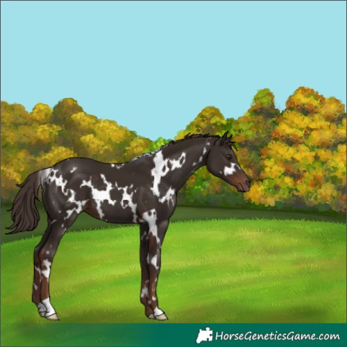Horse Color:White Spotted Liver Chestnut 