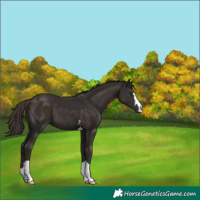 Horse Color:Liver Chestnut 