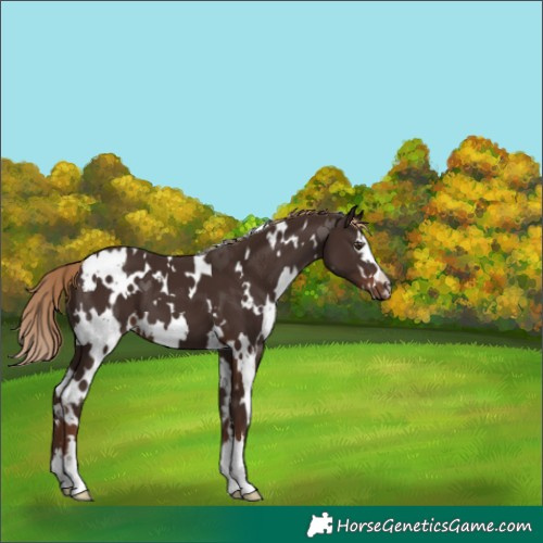 Horse Color:White Spotted Liver Chestnut 