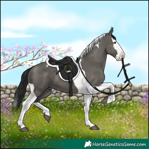 Horse Color:Grullo Splash Tobiano 
