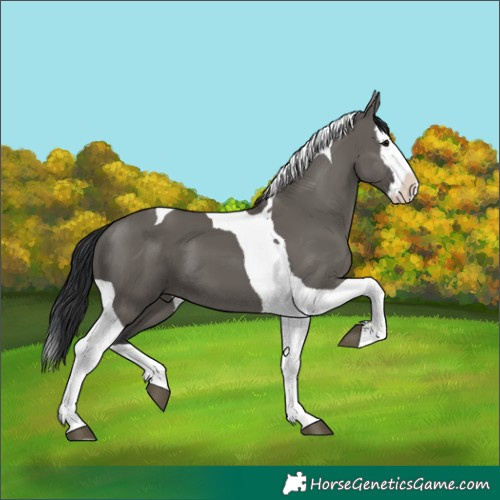Horse Color:Grullo Splash Tobiano 