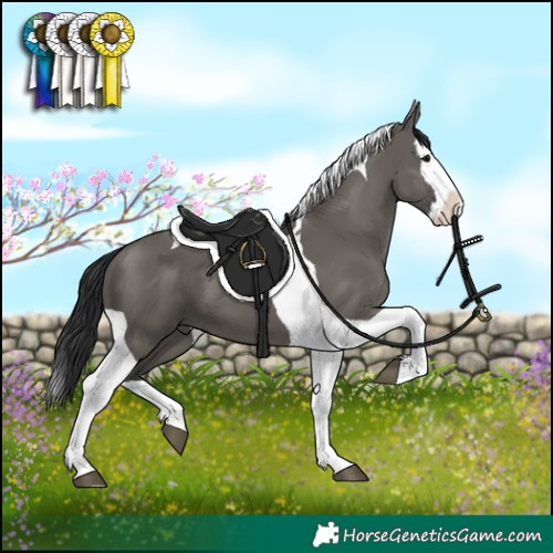 Horse Color:Grullo Splash Tobiano 