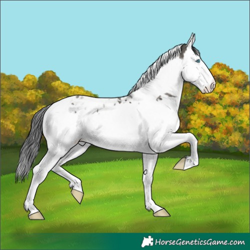 Horse Color:Grullo Splash Tobiano 