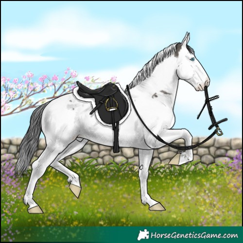 Horse Color:Grullo Splash Tobiano 
