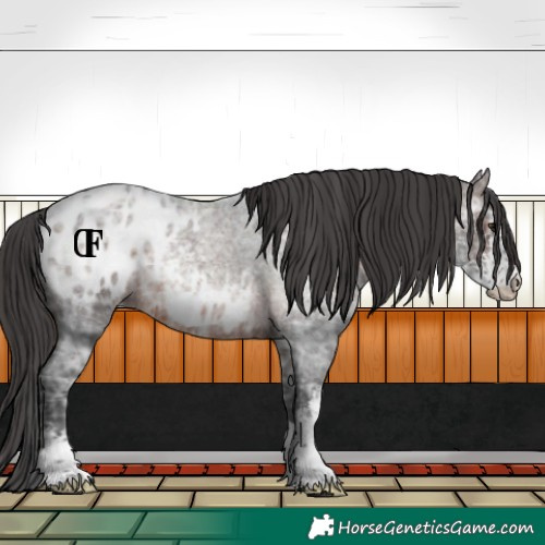 Horse Color:Brown Ice Roan Sabino Appaloosa Rabicano 