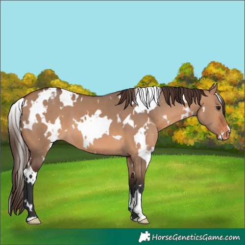 Horse Color:White Spotted Bay Dun Varnish