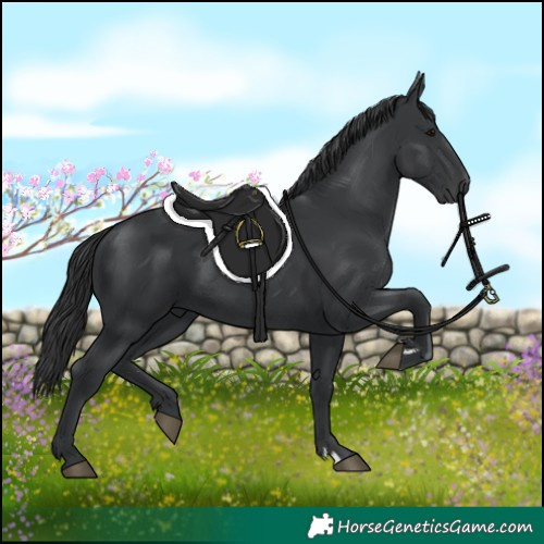 Horse Color:Black 