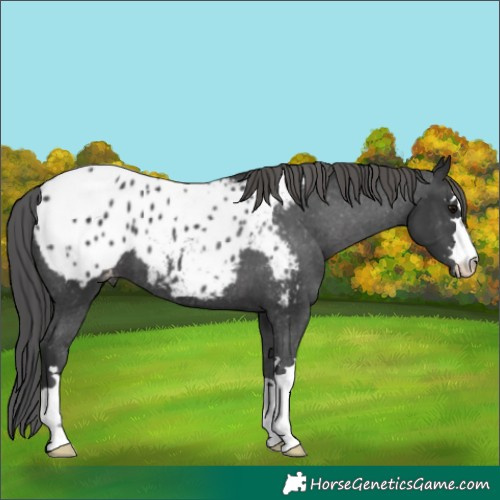 Horse Color:Black Appaloosa