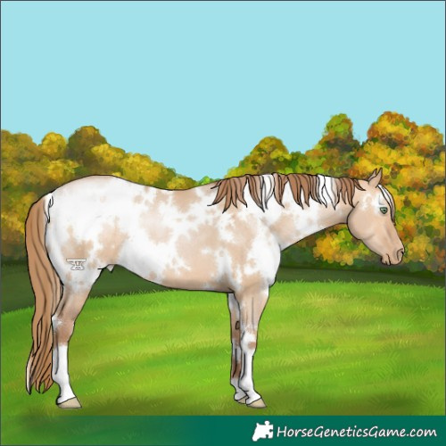 Horse Color:White Spotted Bay Pearl Dun