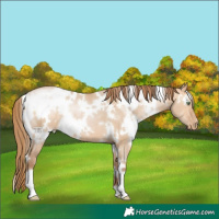 Horse Color:White Spotted Bay Pearl Dun 