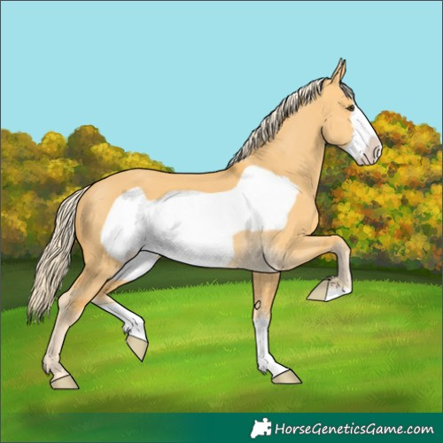 Horse Color:Palomino Dun Frame 