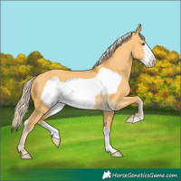 Horse Color:Palomino Dun Frame