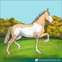 Horse Color:Palomino Dun Frame