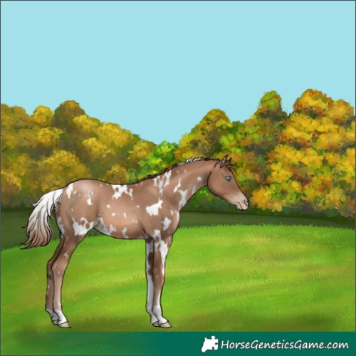 Horse Color:White Spotted Liver Chestnut Pearl