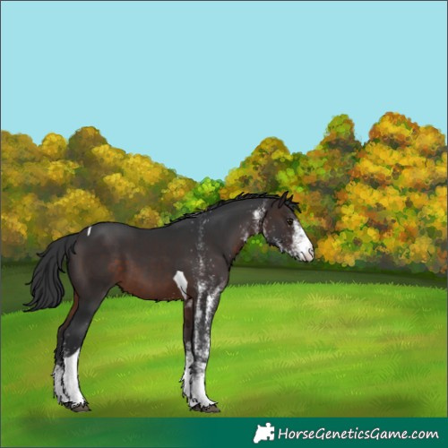 Horse Color:White Spotted Brown Tobiano