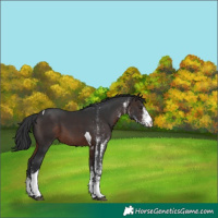 Horse Color:White Spotted Brown Tobiano 