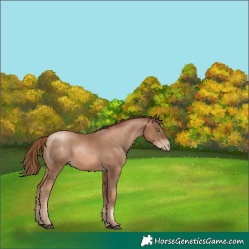 Horse Color:Liver Chestnut Pearl 