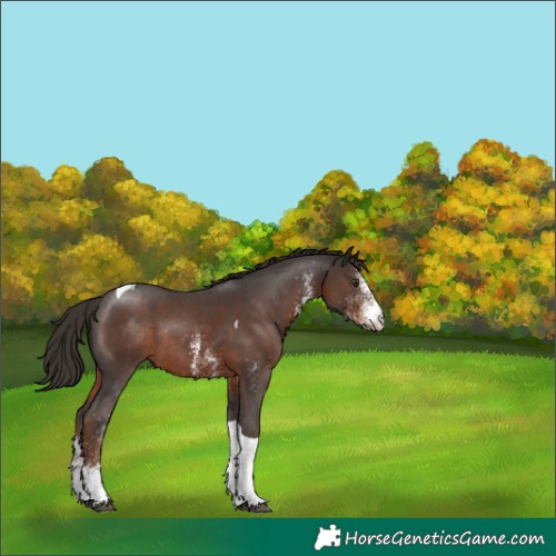 Horse Color:White Spotted Liver Chestnut Tobiano Rabicano 