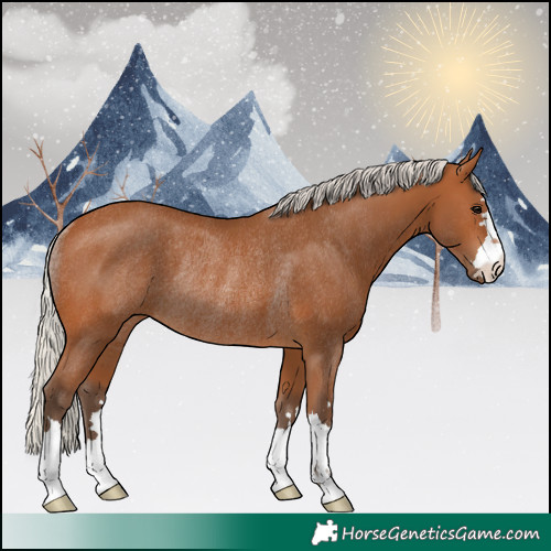 Horse Color:Silver Bay Rabicano 