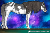 Horse Color:Black Splash Appaloosa