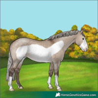 Horse Color:Silver Brown Dun Frame 