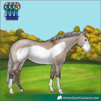 Horse Color:Silver Brown Dun Frame 