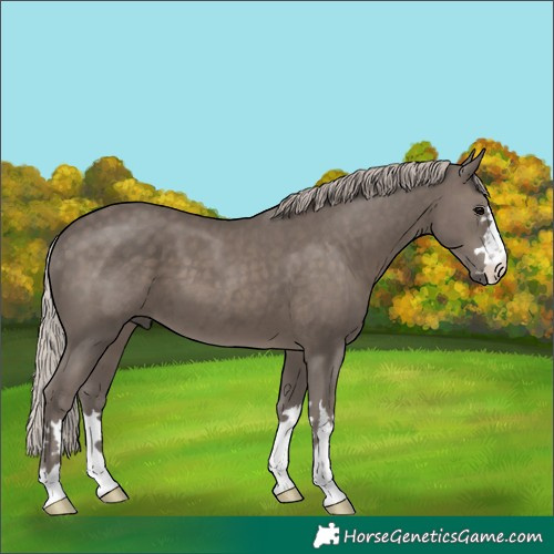 Horse Color:Silver Black
