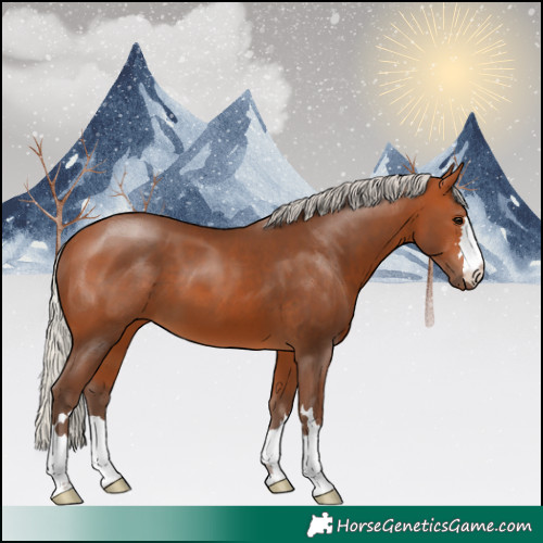 Horse Color:Silver Bay 