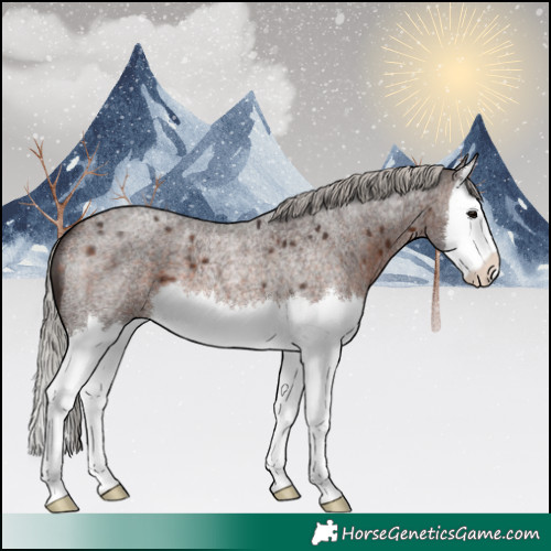 Horse Color:Silver Brown Roan Splash