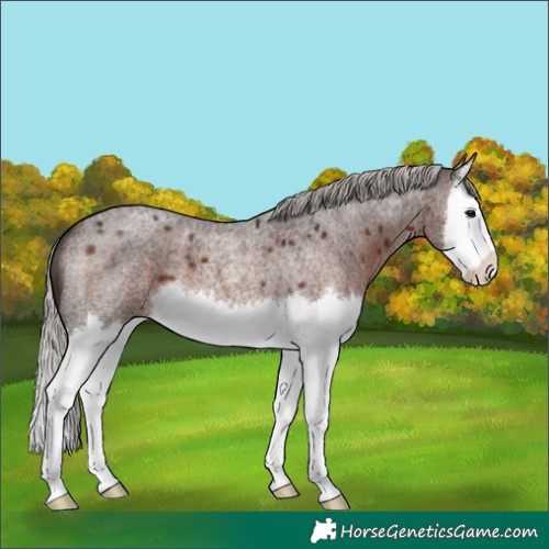 Horse Color:Silver Brown Roan Splash 