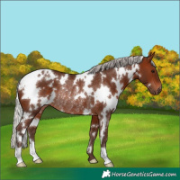 Horse Color:White Spotted Silver Bay Rabicano 