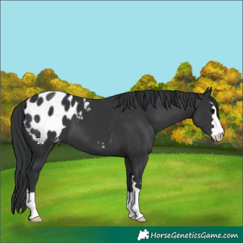 Horse Color:Black Appaloosa 
