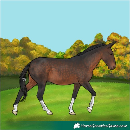 Horse Color:Brown 